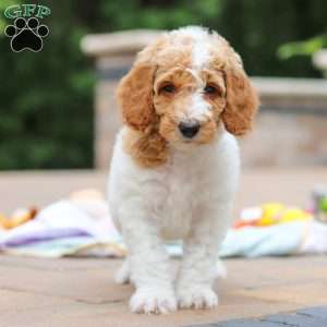 Millie, Standard Poodle Puppy